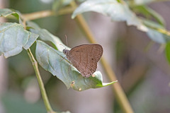 Hermeuptychia canthe