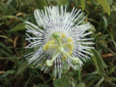 Passiflora tucumanensis