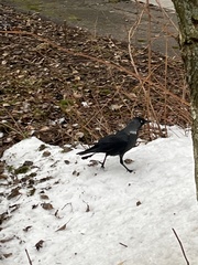 Corvus monedula
