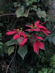 Euphorbia pulcherrima