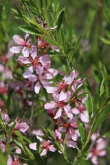 Prunus tenella