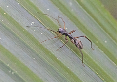 Myrmecium