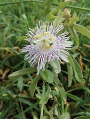 Passiflora tucumanensis