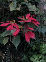 Euphorbia pulcherrima