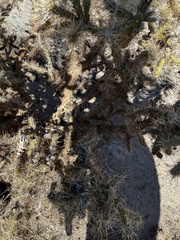 Cylindropuntia echinocarpa