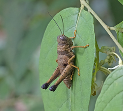 Episomacris collaris