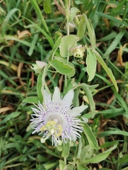 Passiflora tucumanensis