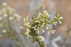 Baccharis linearis