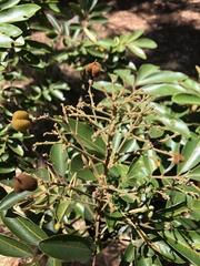 Cossinia pinnata image