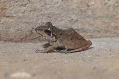 Pristimantis fenestratus
