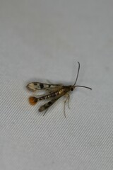 Synanthedon acerni