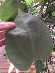 Aristolochia