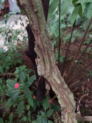 Aristolochia