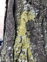 Candelaria concolor