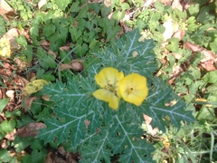 Argemone mexicana