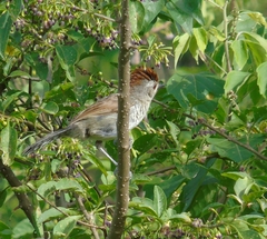 Thamnophilus ruficapillus