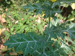 Argemone mexicana