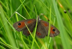 Pseudonympha magoides