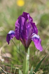 Iris pumila