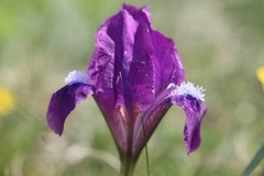 Iris pumila