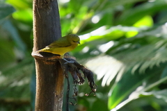 Euphonia luteicapilla