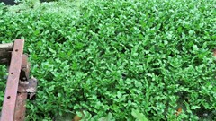 Rorippa amphibia