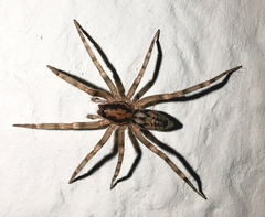 Liocranum rupicola