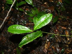 Clusiaceae