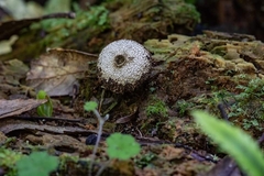 Lycoperdon compactum