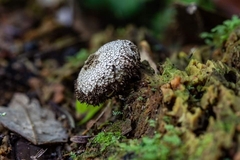 Lycoperdon compactum