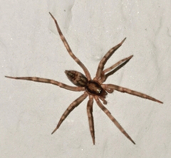 Liocranum rupicola