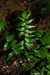 Adiantum petiolatum