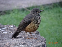 Turdus olivaceus