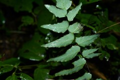 Adiantum petiolatum