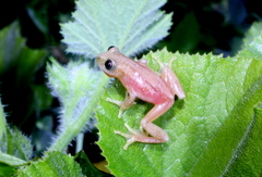 Afrixalus morerei