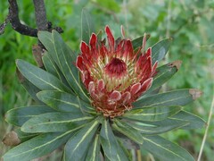 Protea roupelliae roupelliae
