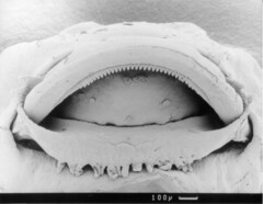Afrixalus morerei
