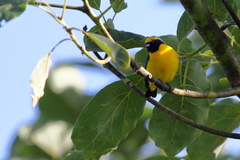 Euphonia luteicapilla