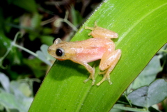 Afrixalus morerei
