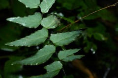 Adiantum petiolatum