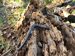 Batrachoseps gavilanensis