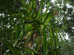 Aechmea mertensii