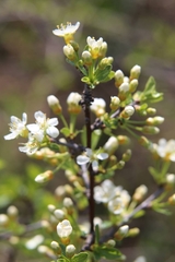 Prunus fruticosa