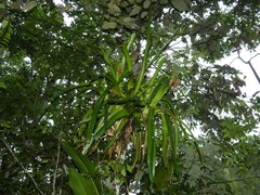 Aechmea mertensii
