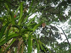 Aechmea mertensii