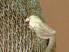 Rhodogastria similis