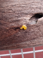 Dacrymyces capitatus