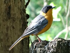 Cossypha dichroa dichroa