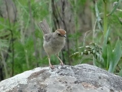 Cisticola aberrans