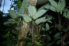 Ischnosiphon obliquus